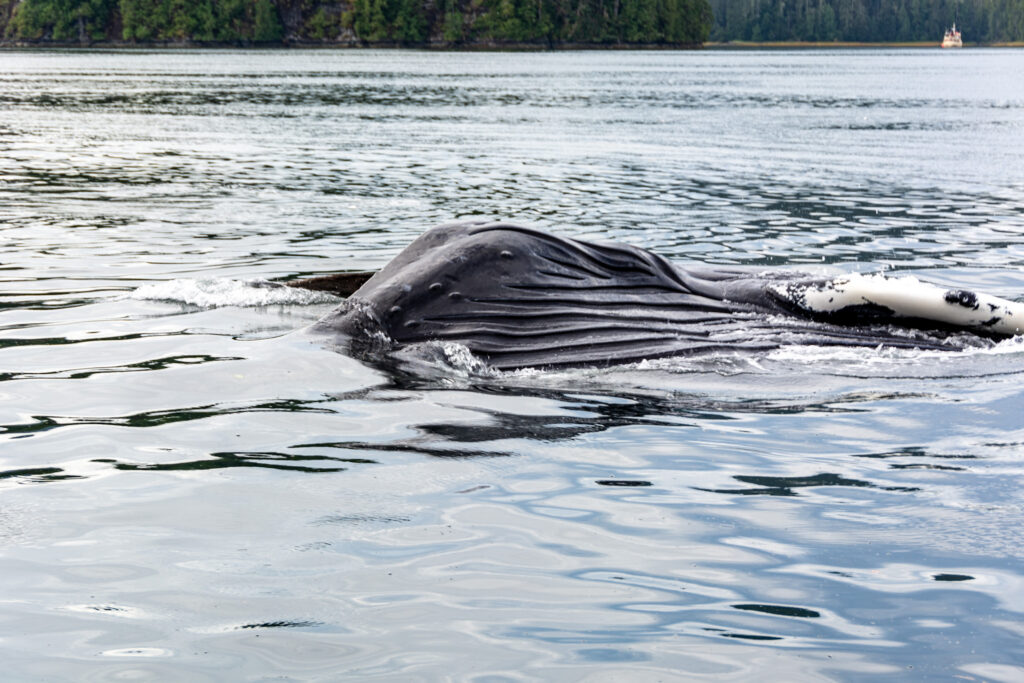 Humpback Whale lunge feeding on Copepods